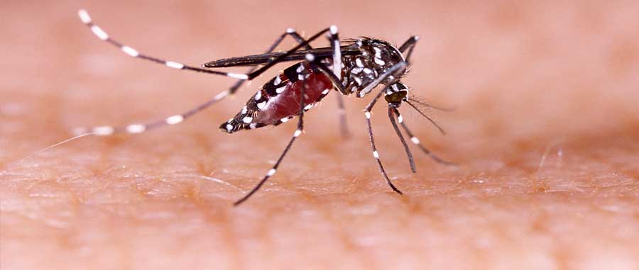 Dengue Zika e Chikungunya-